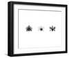 X-Ray Orchid Triptych-Bert Myers-Framed Art Print