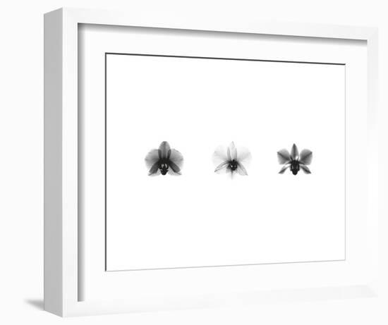 X-Ray Orchid Triptych-Bert Myers-Framed Art Print