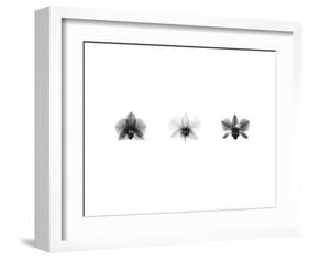 X-Ray Orchid Triptych-Bert Myers-Framed Art Print