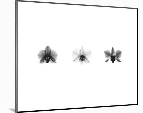 X-Ray Orchid Triptych-Bert Myers-Mounted Art Print