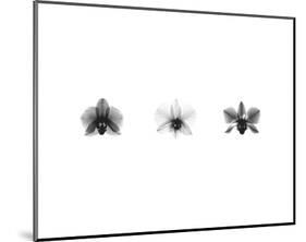 X-Ray Orchid Triptych-Bert Myers-Mounted Art Print