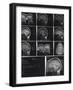 X-Ray Photographs of Person's Skull-null-Framed Photographic Print