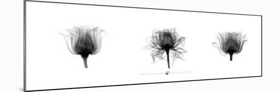 X-Ray Rose Triptych-Bert Meyers-Mounted Art Print