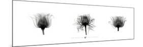 X-Ray Rose Triptych-Bert Meyers-Mounted Art Print