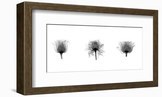 X-Ray Rose Triptych-Bert Myers-Framed Giclee Print