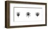 X-Ray Rose Triptych-Bert Myers-Framed Giclee Print