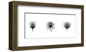 X-Ray Rose Triptych-Bert Myers-Framed Giclee Print