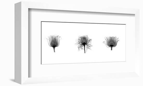 X-Ray Rose Triptych-Bert Myers-Framed Giclee Print