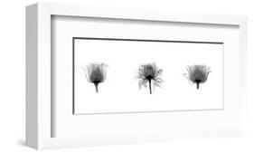 X-Ray Rose Triptych-Bert Myers-Framed Giclee Print