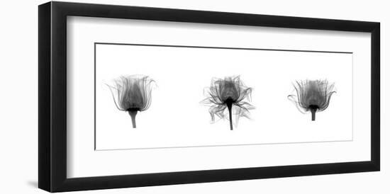 X-Ray Rose Triptych-Bert Myers-Framed Giclee Print