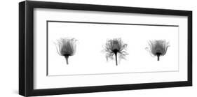 X-Ray Rose Triptych-Bert Myers-Framed Giclee Print