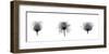 X-Ray Rose Triptych-Bert Myers-Framed Giclee Print