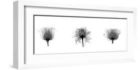 X-Ray Rose Triptych-Bert Myers-Framed Giclee Print