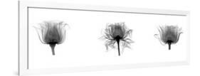 X-Ray Rose Triptych-Bert Myers-Framed Giclee Print