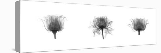 X-Ray Rose Triptych-Bert Myers-Stretched Canvas