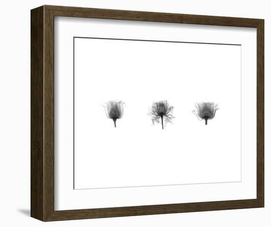 X-Ray Rose Triptych-Bert Myers-Framed Art Print