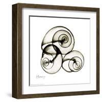 X-ray Snail Shells, Sepia-Albert Koetsier-Framed Art Print