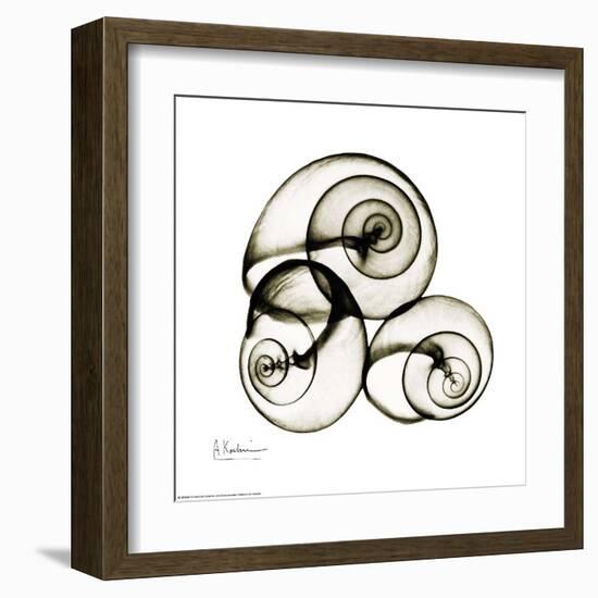 X-ray Snail Shells, Sepia-Albert Koetsier-Framed Art Print