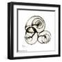 X-ray Snail Shells, Sepia-Albert Koetsier-Framed Art Print