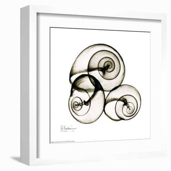 X-ray Snail Shells, Sepia-Albert Koetsier-Framed Art Print