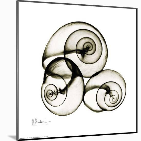 X-ray Snail Shells, Sepia-Albert Koetsier-Mounted Art Print