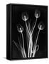 X-Ray Tulips on Black-Edward Charles Le Grice-Framed Stretched Canvas