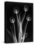 X-Ray Tulips on Black-Edward Charles Le Grice-Stretched Canvas