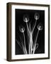 X-Ray Tulips on Black-Edward Charles Le Grice-Framed Photographic Print