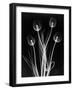 X-Ray Tulips on Black-Edward Charles Le Grice-Framed Photographic Print