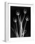 X-Ray Tulips on Black-Edward Charles Le Grice-Framed Photographic Print