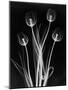 X-Ray Tulips on Black-Edward Charles Le Grice-Mounted Photographic Print