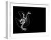 X-Ray Vector Chicken-anton_novik-Framed Art Print