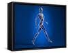 X-Ray View of a Naked Woman Walking, with Skeletal Bones Superimposed-null-Framed Stretched Canvas