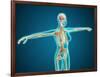 X-Ray View of Female Body Showing Skeletal System-null-Framed Art Print