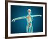 X-Ray View of Female Body Showing Skeletal System-null-Framed Art Print