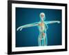 X-Ray View of Female Body Showing Skeletal System-null-Framed Art Print