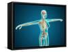 X-Ray View of Female Body Showing Skeletal System-null-Framed Stretched Canvas