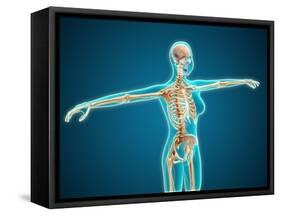 X-Ray View of Female Body Showing Skeletal System-null-Framed Stretched Canvas