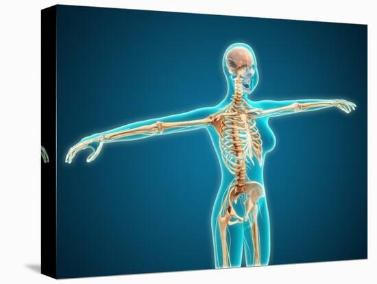 X-Ray View of Female Body Showing Skeletal System-null-Stretched Canvas