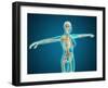 X-Ray View of Female Body Showing Skeletal System-null-Framed Art Print