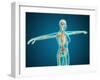 X-Ray View of Female Body Showing Skeletal System-null-Framed Art Print