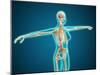 X-Ray View of Female Body Showing Skeletal System-null-Mounted Art Print