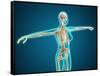 X-Ray View of Female Body Showing Skeletal System-null-Framed Stretched Canvas