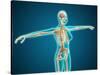 X-Ray View of Female Body Showing Skeletal System-null-Stretched Canvas
