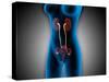 X-Ray View of Female Body with Reproductive Organs-null-Stretched Canvas