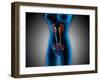 X-Ray View of Female Body with Reproductive Organs-null-Framed Art Print