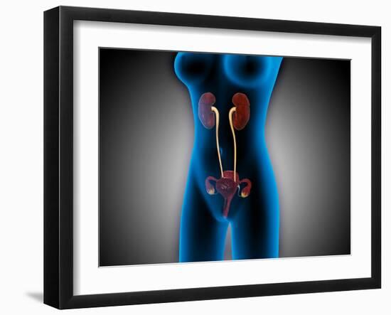 X-Ray View of Female Body with Reproductive Organs-null-Framed Art Print