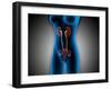 X-Ray View of Female Body with Reproductive Organs-null-Framed Art Print