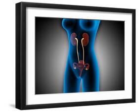 X-Ray View of Female Body with Reproductive Organs-null-Framed Art Print