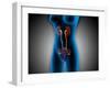 X-Ray View of Female Body with Reproductive Organs-null-Framed Art Print